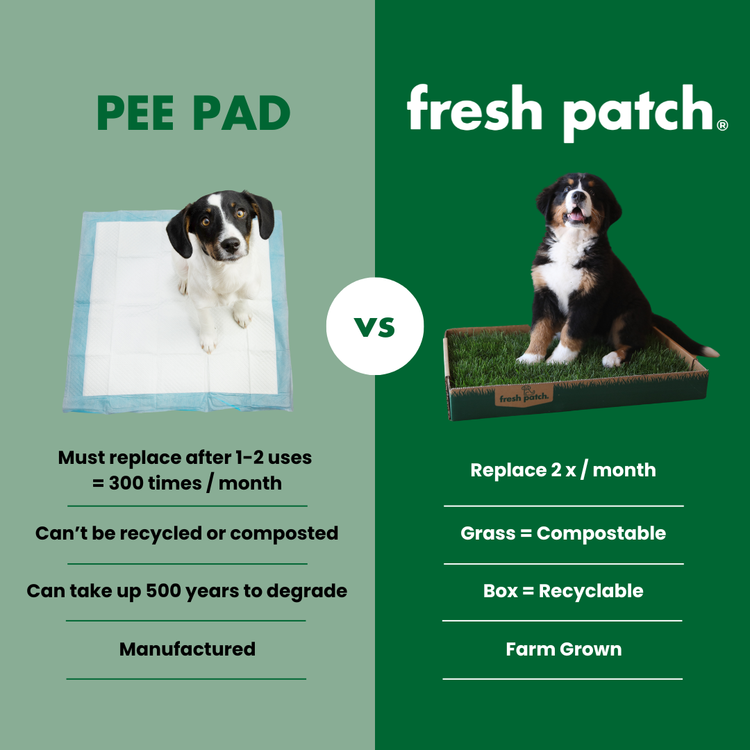 should you use potty pads for a puppy