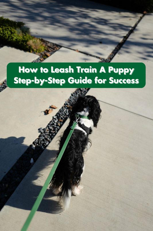 How to Leash Train a New Puppy: A Step-by-Step Guide for Success