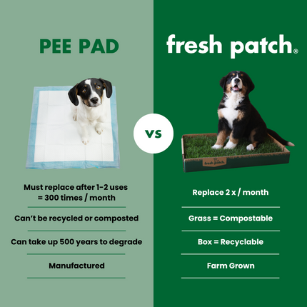 Pee Pads versus Fresh Patch Grass Dog Potty