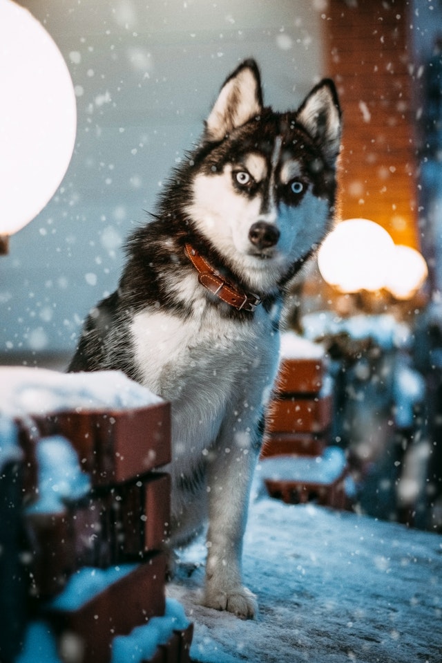 Cold Weather Activities for Dogs