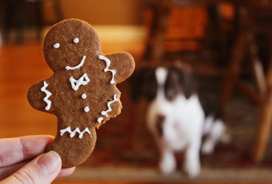 Christmas Recipes for Your Dog