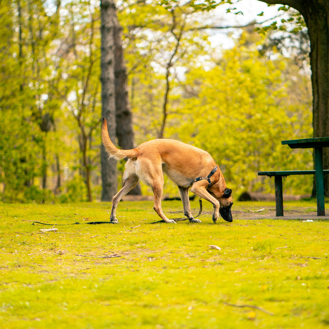 Establishing a Potty-Time Routine with your Puppy