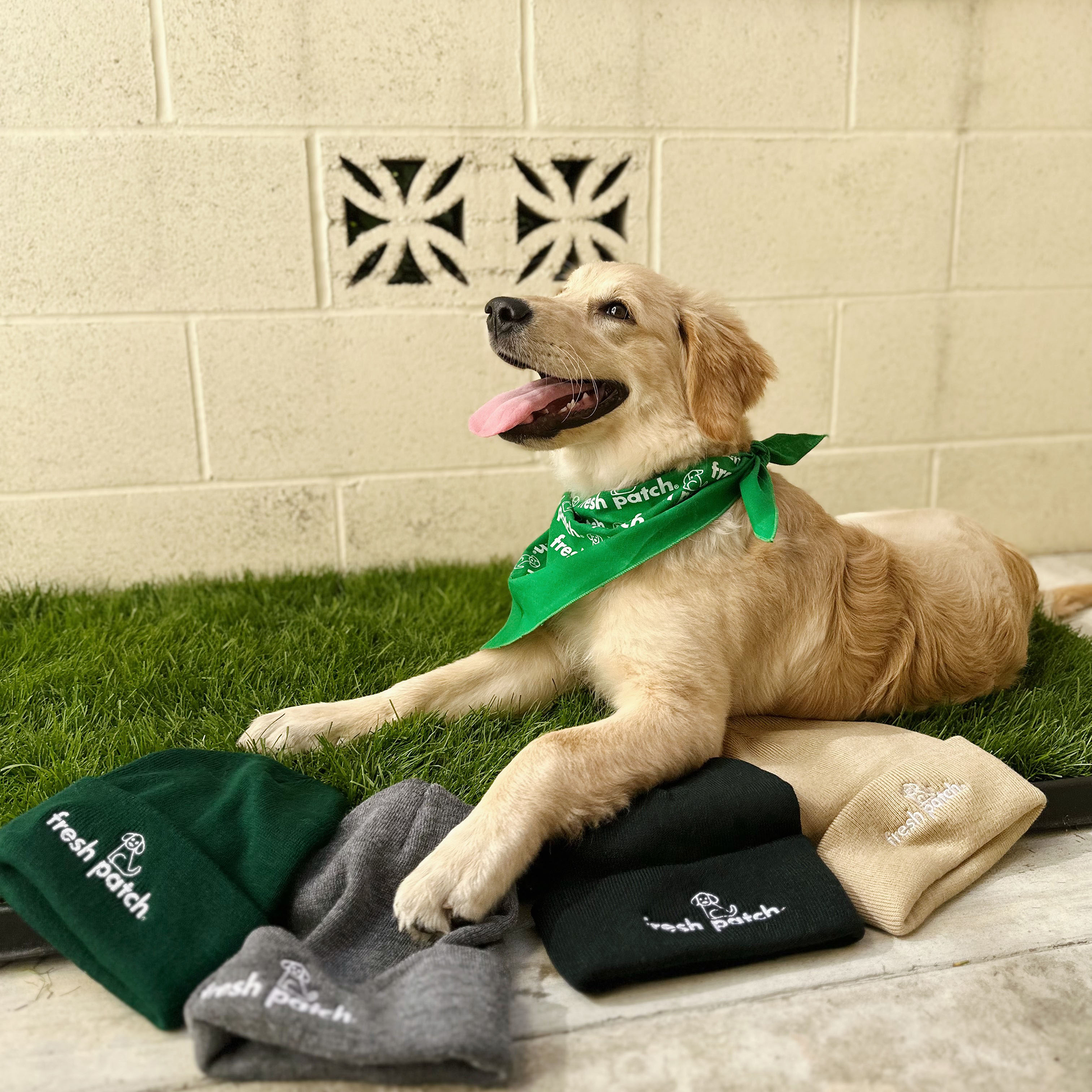 Golden Retriever Puppy Wearing Green Banadana on XL Fresh Patch Grass with 4 Beanies