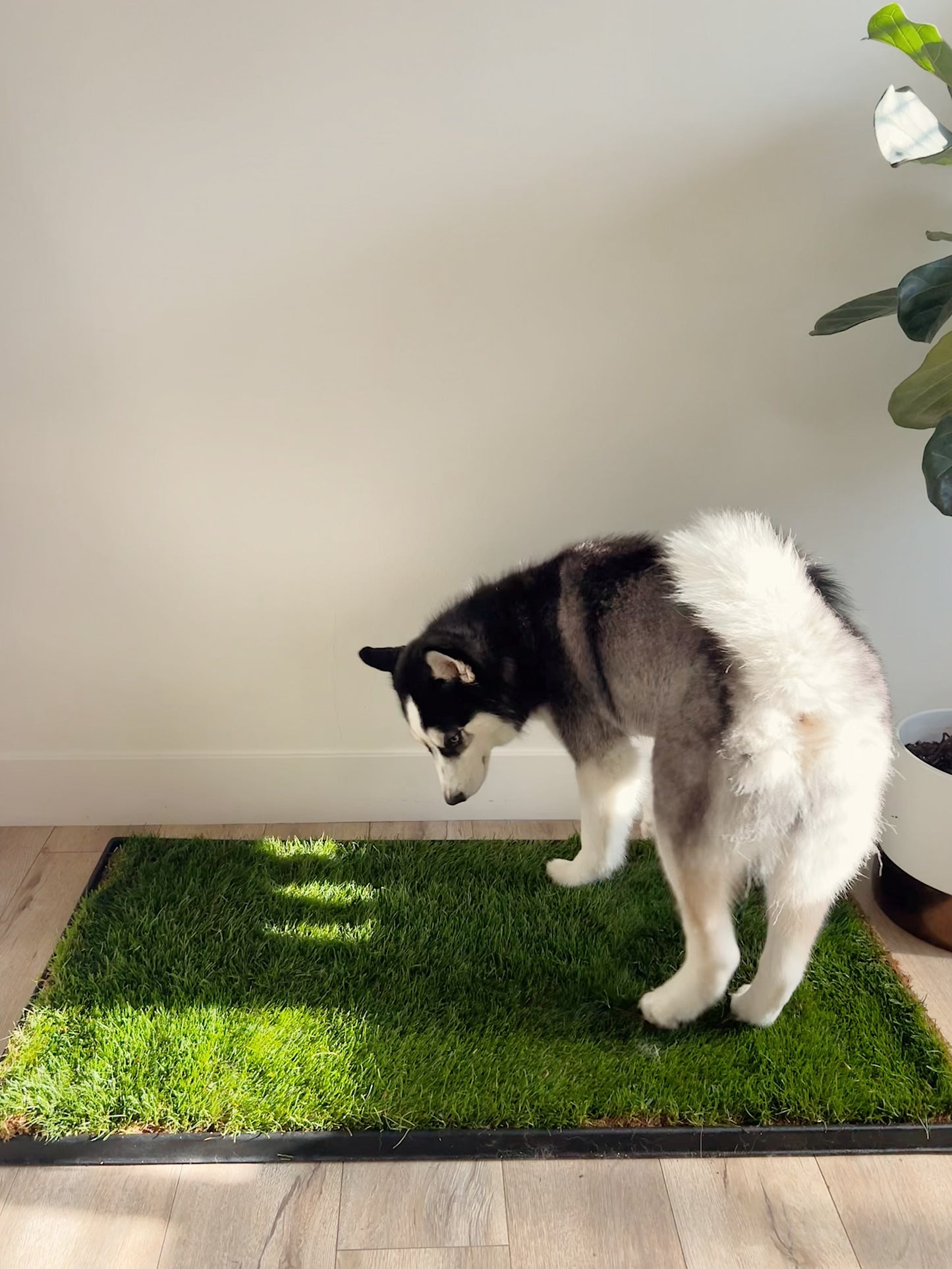 Husky Dog on Real Grass Potty Pad on Plastic Tray