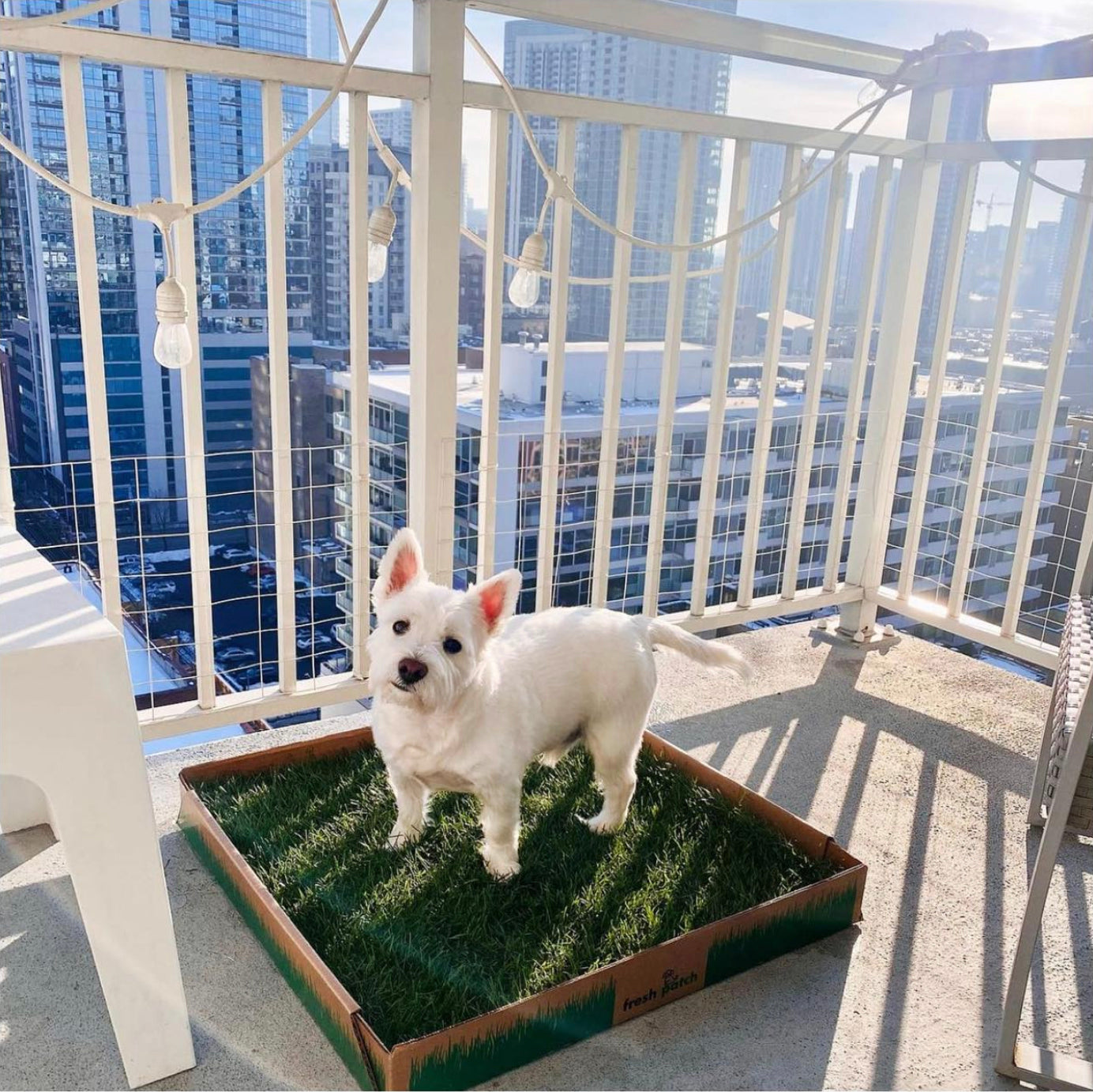 White Small Dog on Grass Potty in Box overlooking City