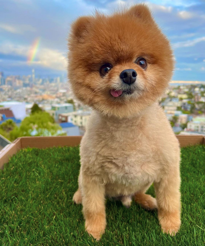 Pomeranian on Fresh Patch grass with rainbow in back