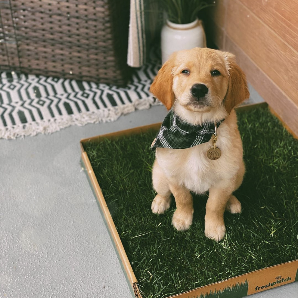 Golden Retriever Puppy on Grass Dog Potty Patch