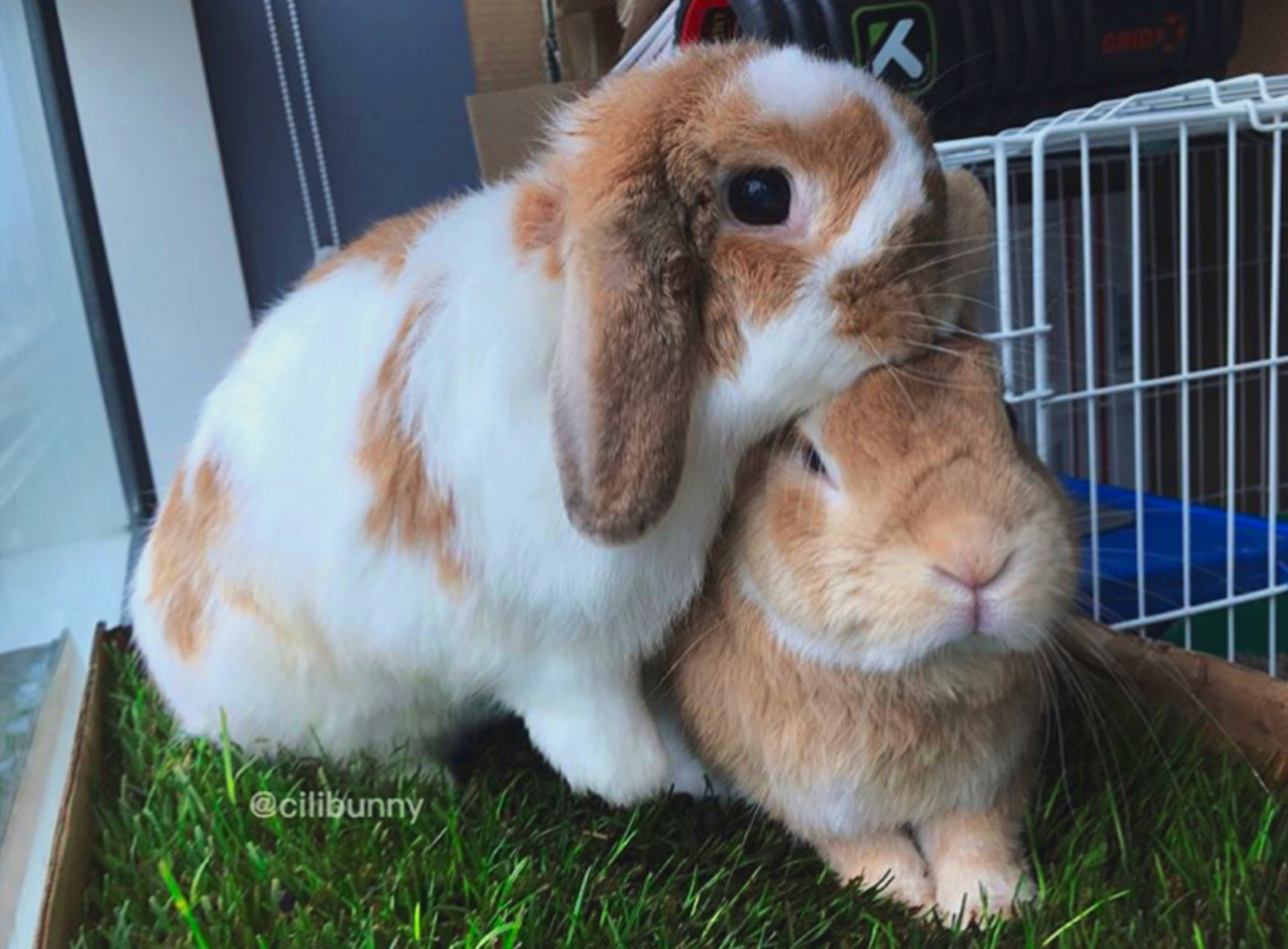 2 Bunnies on Fresh Patch Grass