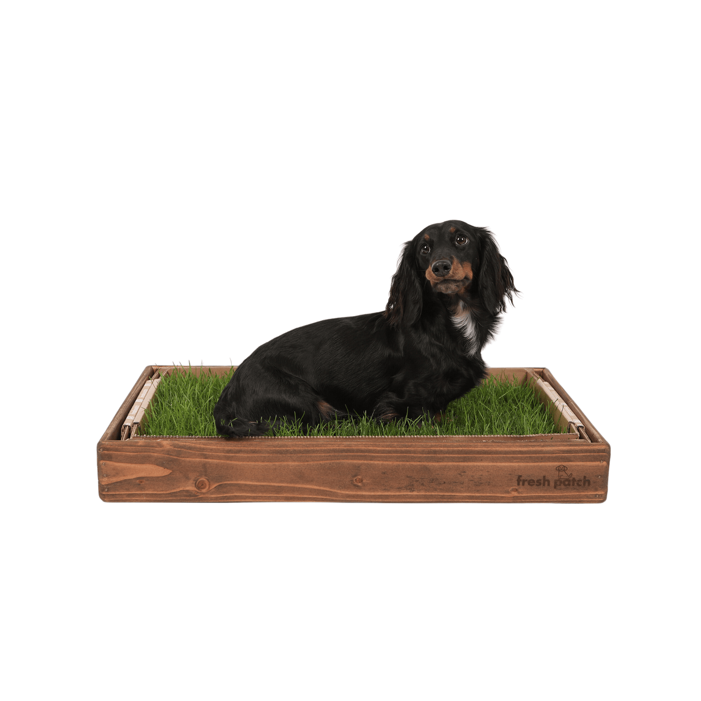 Mini Dachshund on a Fresh Patch Dog Potty Pad Grass with Dark Wood Sleeve