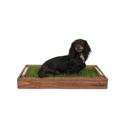 Mini Dachshund on a Fresh Patch Dog Potty Pad Grass with Dark Wood Sleeve