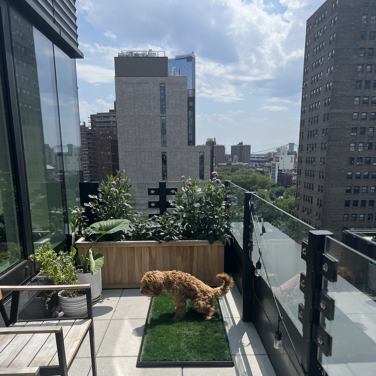 Patch of grass outlet for balcony