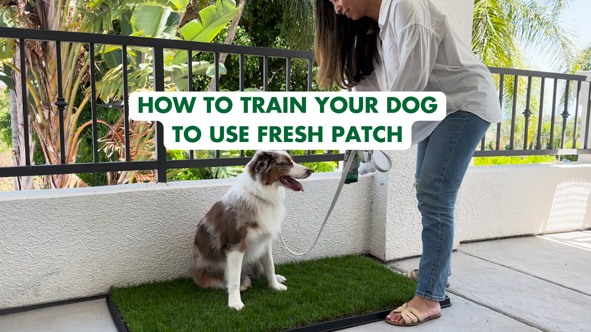 Load video: How to train your dog to use Fresh Patch