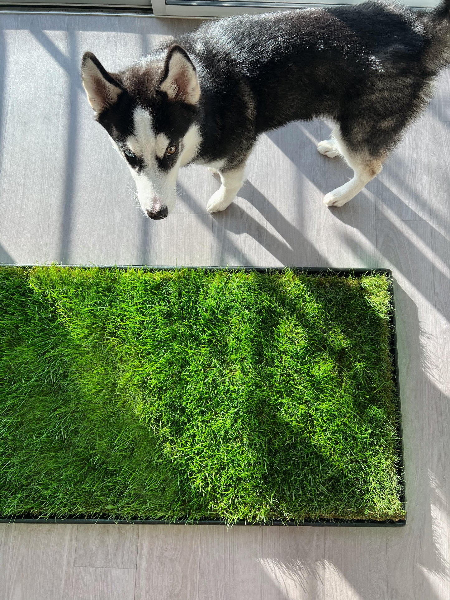 Husky in Apartment Next to Fresh Patch Farm Fresh Grass for Potty Training