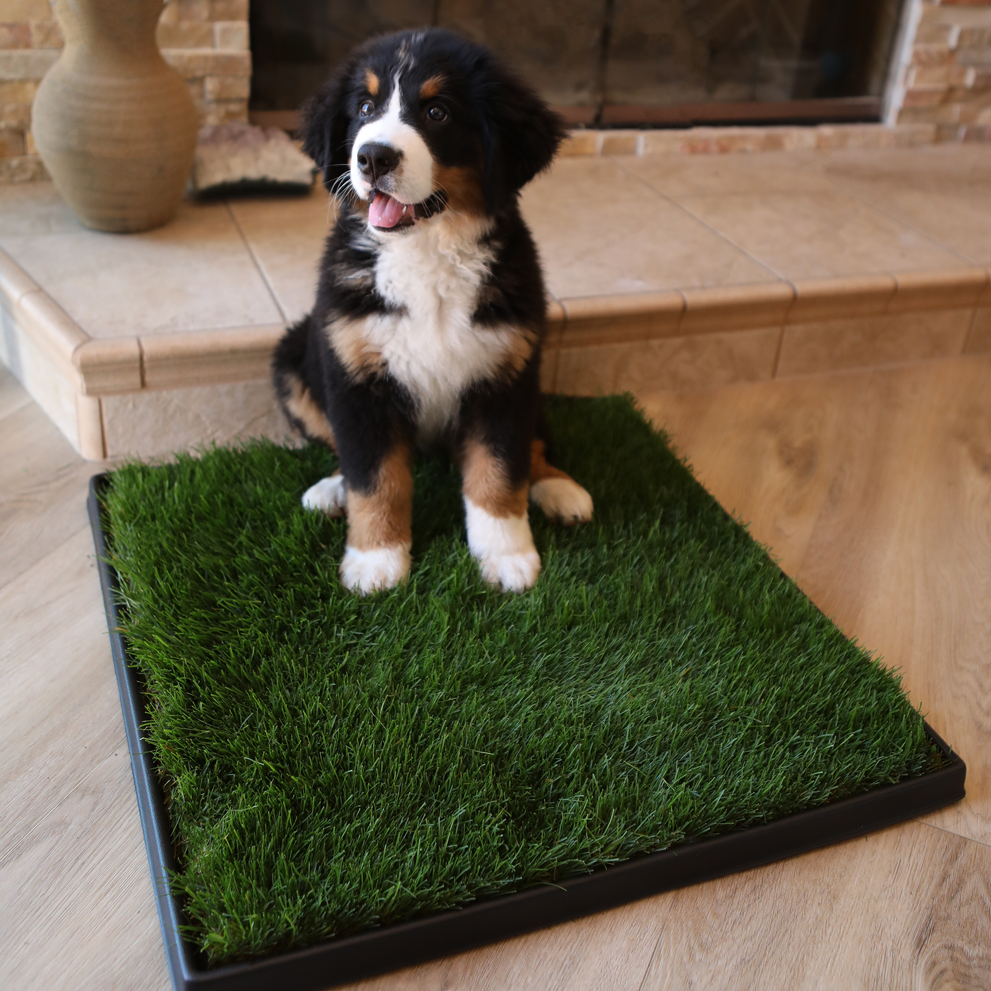 Outdoor dog grass patch hotsell