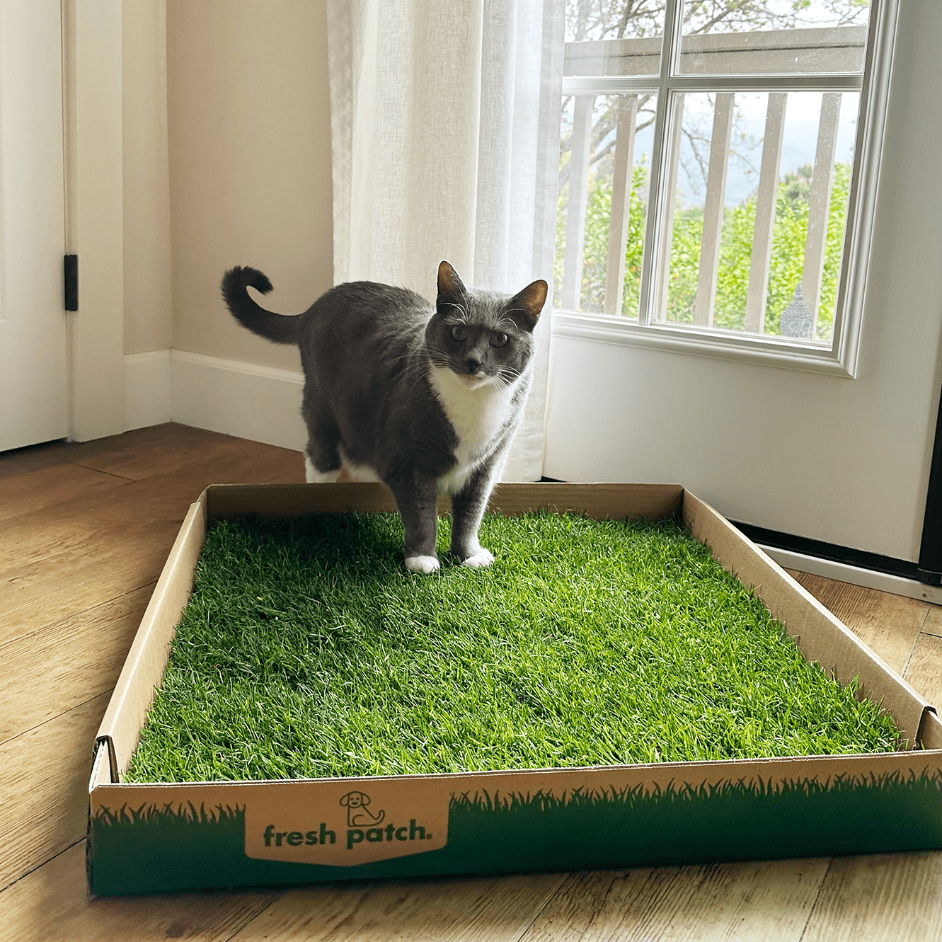 Short Haired Grey and white Cat on Fresh Grass Kitty Litter Alternative