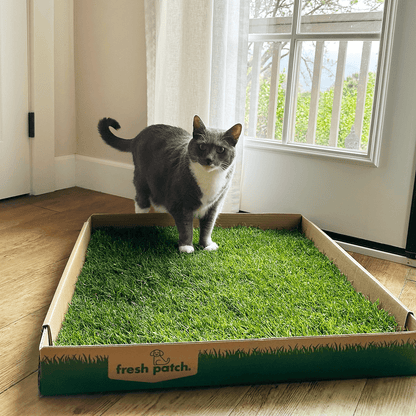 Grass cat litter hotsell