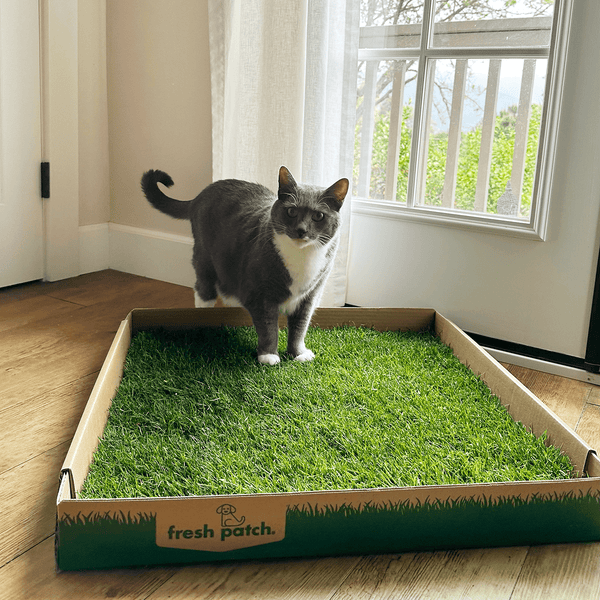 Fresh Patch Cat Large Pet Grass Pad 24 x 24 inches in size