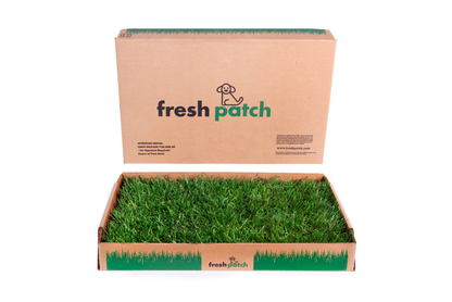 The Fresh Patch Standard 16 x 24 Apartment Dog Grass Real Grass