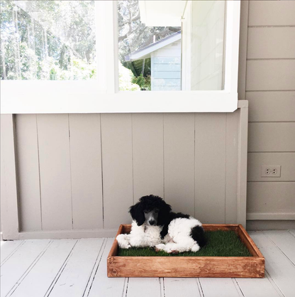 Black and White Poodle Mix on a Fresh Patch Dog Grass