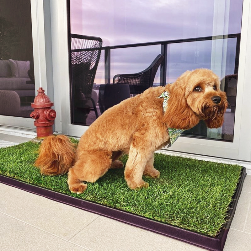 Doodle Mix Dog Going Potty on XL Fresh Patch Grass Pad with Fire Hydrant