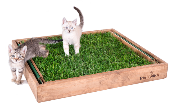 Fresh Patch Cat (large) Pet Grass Pad, 24 X 24 Inches In Size